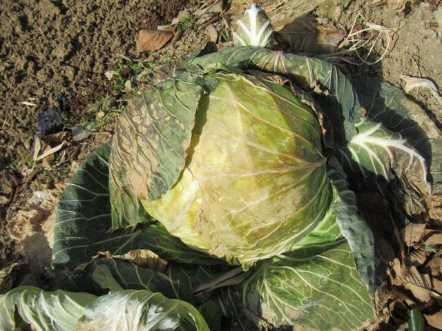紫色になった寒玉キャベツを穫る - 里山悠々録