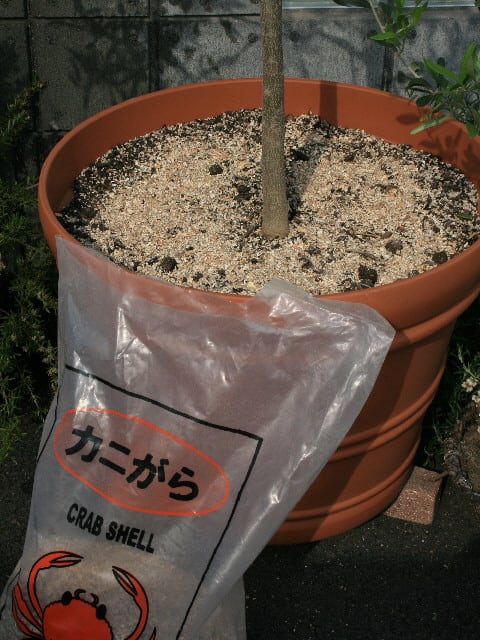 コガネムシ対策試行錯誤 Olive Gardening過去ログ倉庫 コガネムシ対策試行錯誤 Olive Gardening過去ログ倉庫