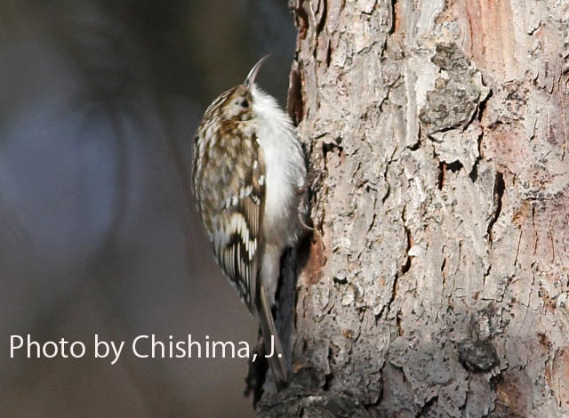 本別町の鳥類 - 鳥キチ日記