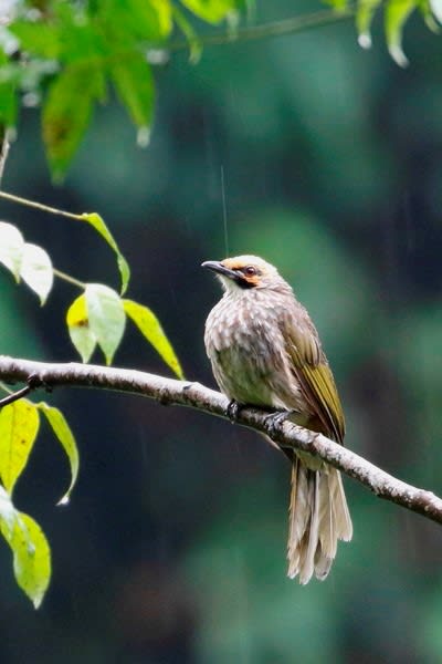 キガシラヒヨドリ 黄頭鵯 あなたに会いたくて 野鳥探索日記