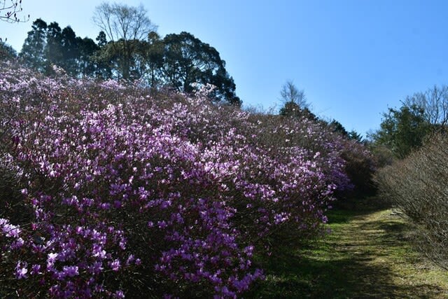 岩ツツジ山 さつま町鶴田 2024/03/16（鹿児島） - 花浄土鹿児島
