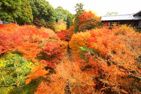 京都の紅葉 - ＭＫＢ２０２４