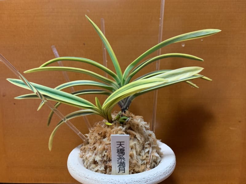 天橋系満月 A - 純風満蘭 富貴蘭・風蘭ブログ 着生蘭よもやま話 天橋系満月 A - 純風満蘭 富貴蘭・風蘭ブログ 着生蘭よもやま話