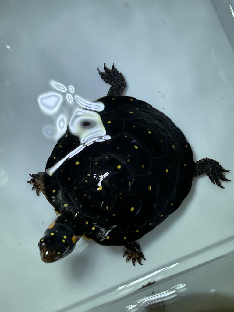 カメいろいろ 熱帯魚店モンスターアクアリウム 川口店 買取販売情報