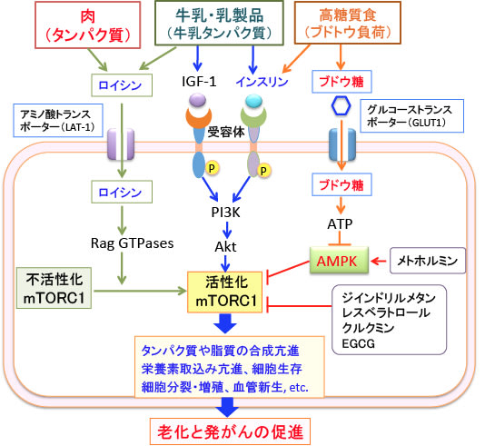 503)カロリー制限と抗老化とmTORC1 - 「漢方がん治療」を考える