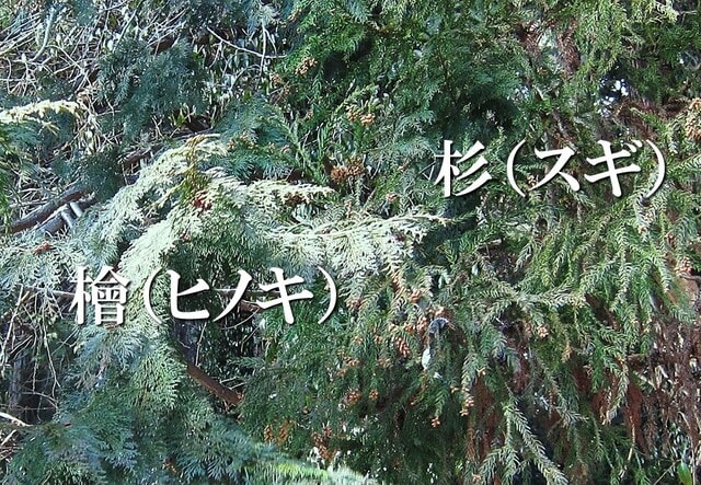 杉の花粉 ③ スギ花粉がどれだけ飛んでいるか計算してみた｜ブンイチ（文一
