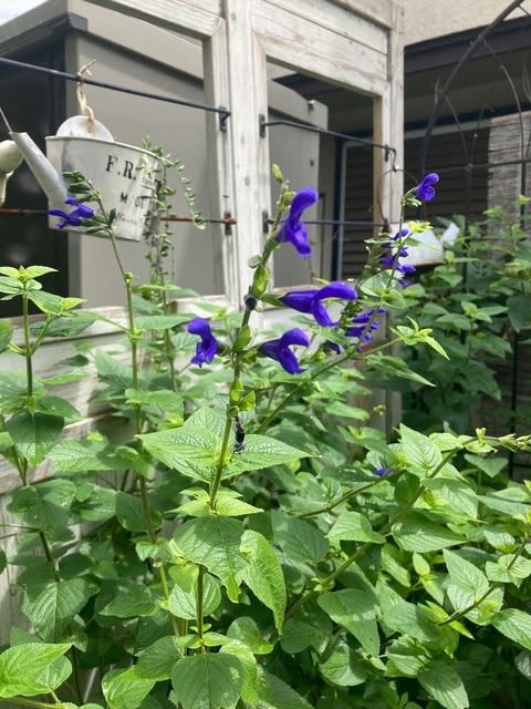 バラがまた咲いています そして、アゲハ蝶の乱舞 - Haruの庭の花