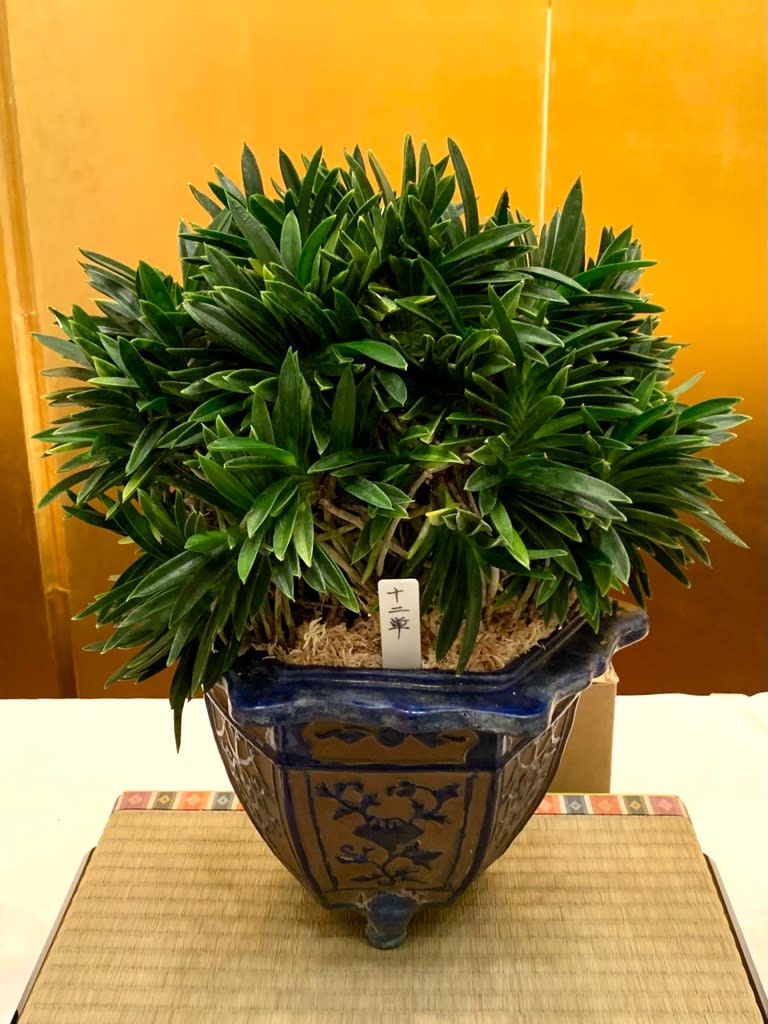 日本富貴蘭会全国大会の展示品 - 純風満蘭 富貴蘭・風蘭ブログ