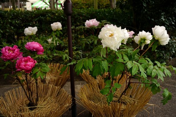 藁帽子（わらぼっち）と冬ぼたん 2017 ～ 筥崎宮花庭園