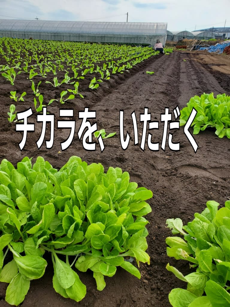 発根を促す 葉面散布 微生物で土づくりと野菜作り酵素で 高品質に多収を ジオ バンク メソッド で解説