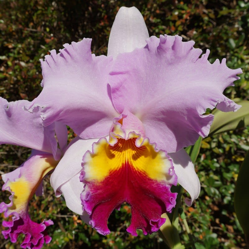 Rlc. Kobe Star'Pearl Bridge' - カトログ !! ~ カトレヤ交配種 Rlc. Kobe Star'Pearl Bridge' - カトログ !! ~ カトレヤ交配種