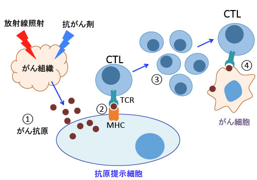450)抗腫瘍免疫の増強法(その6):Pidotimod(ピドチモド)と 450)抗腫瘍免疫の増強法(その6):Pidotimod(ピドチモド)と