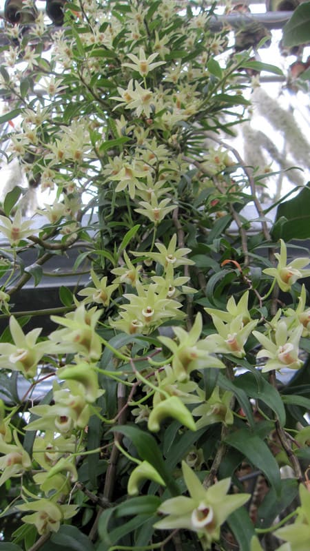商品詳細｜布木の里 花信｜古典植物・山野草の専門店 フラワー