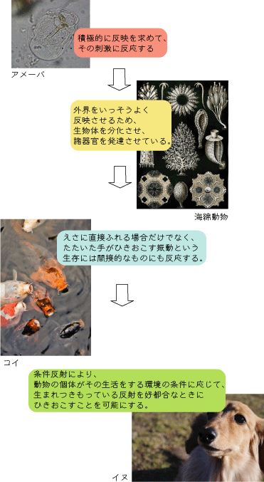 アメーバからチンパンジーまで 心の旅 アメーバからチンパンジーまで 心の旅