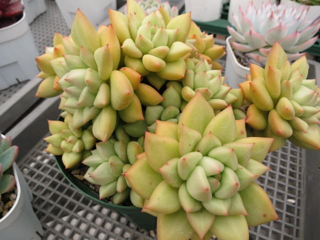 ☆〇〇エボニーを植え替えしながら思うつれづれ