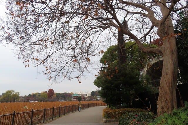 美しい 上野公園ちょこっと散歩（5）～上野公園でツリーウォッチング 絵画