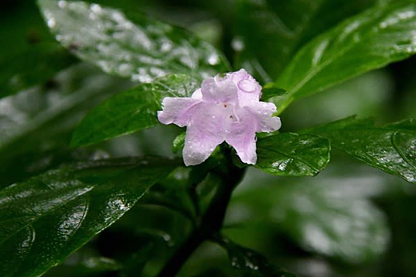 リュウキュウアイの花 Miracle Nature 奄美大島の自然