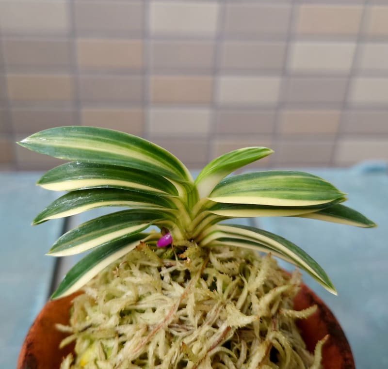 不老白の子芽 - 富貴蘭だねっ! 不老白の子芽 - 富貴蘭だねっ!