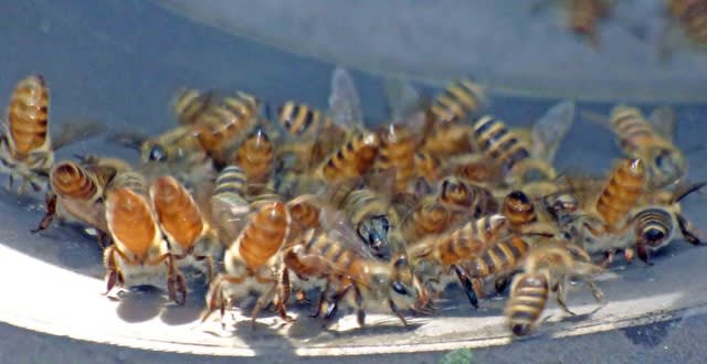 豊富なギフト 日本蜜蜂の群れ 新女王蜂 その他 - その他