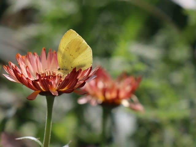 ★509   蝶々&花 綺麗なセンス 壁 インテリア 壁飾り ツリー アイアン 壁掛け 絵 ウォールデコ