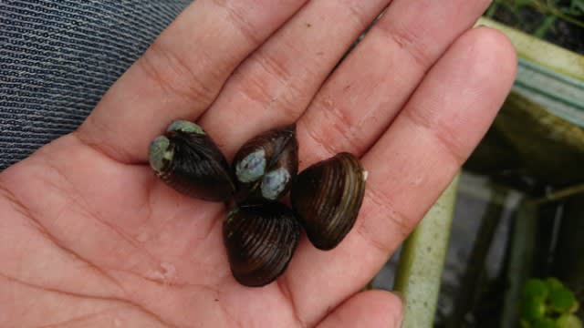 簡易お魚キラーでタナゴ捕獲!2 - どぶがいの屋外アクア 簡易お魚キラーでタナゴ捕獲!2 - どぶがいの屋外アクア