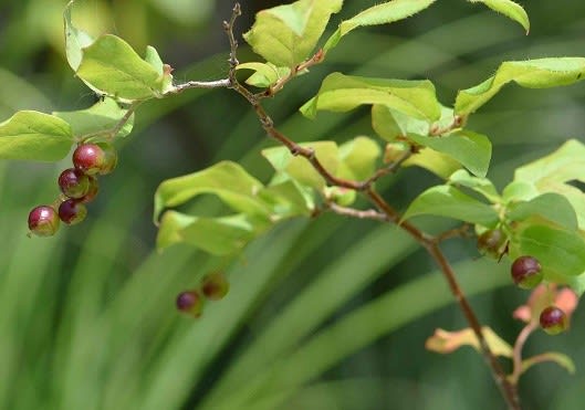 鉢植えの「ナツハゼ」 花と実 - Koba の庭~春夏秋冬 鉢植えの「ナツハゼ」 花と実 - Koba の庭~春夏秋冬