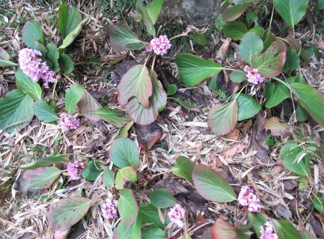 庭にピンクの花と黄色の花 - 里山悠々録
