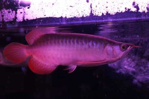 シェンロンブランド 超烈龍 大豚幼魚 30センチ±