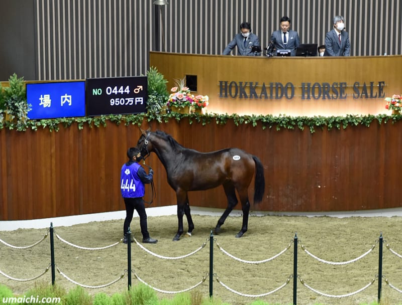 JRA競走に勝ったセール出身馬紹介(2025/4/19-20、13頭 JRA競走に勝ったセール出身馬紹介(2025/4/19-20、13頭