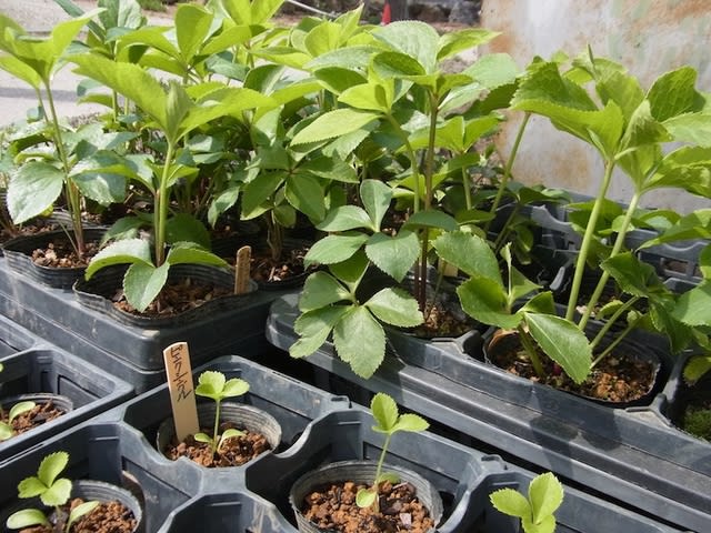 地植えクリスマスローズと発芽苗のポット上げ♪ - いつもiらしく 地植えクリスマスローズと発芽苗のポット上げ♪ - いつもiらしく