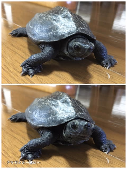 衣装ケース コンテナ クサガメと一緒に
