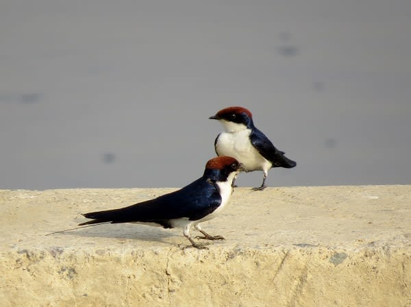 選ぶなら Wire-tailed (ツバメ科 ハリオツバメ Swallow 花鳥 - ) 14センチ クレンジング・メイク落とし