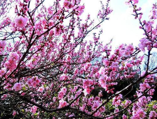 春の花木 白色 黄色 ピンク色への彩り 春は止まらない 花と徒然なるままに