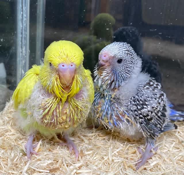 バードカービング(セキセイインコ) 木から生まれたセキセイインコさん インコ 小鳥の置き物 バード