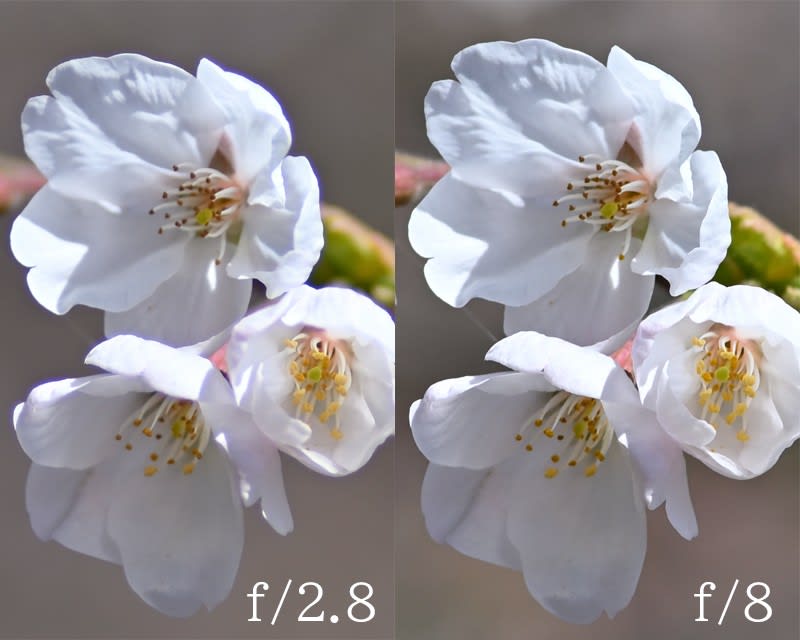 Ai AF Nikkor 180mm f/2.8D IF-ED - 神名火だより Ai AF Nikkor 180mm f/2.8D IF-ED - 神名火だより
