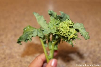 アメリカで春らしいお野菜 ブロッコリーラベラピーニ Si Yo Hablo Japones