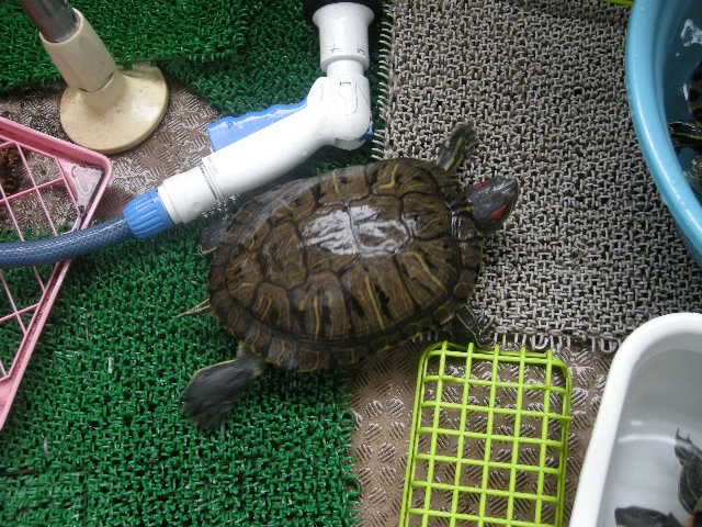 2017年8月現在〇ミドリガメの里親さま募集中の子たちの近況と