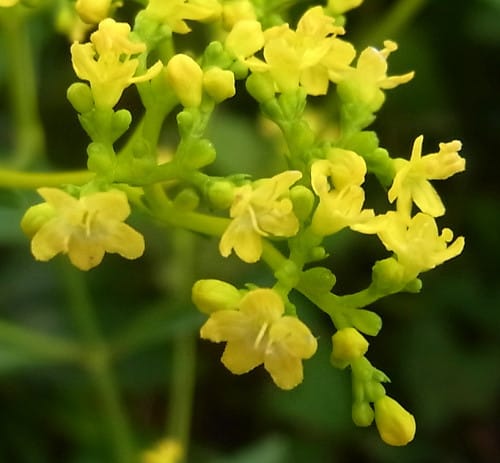 8/12 エリア5の花壇の花たち：オミナエシなど - Niwa