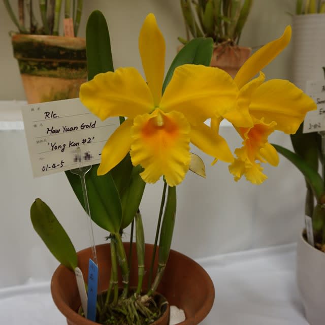 Rlc. Haw Yuan Gold'Yong Kon #2（永康二號）'画像集 - カトログ