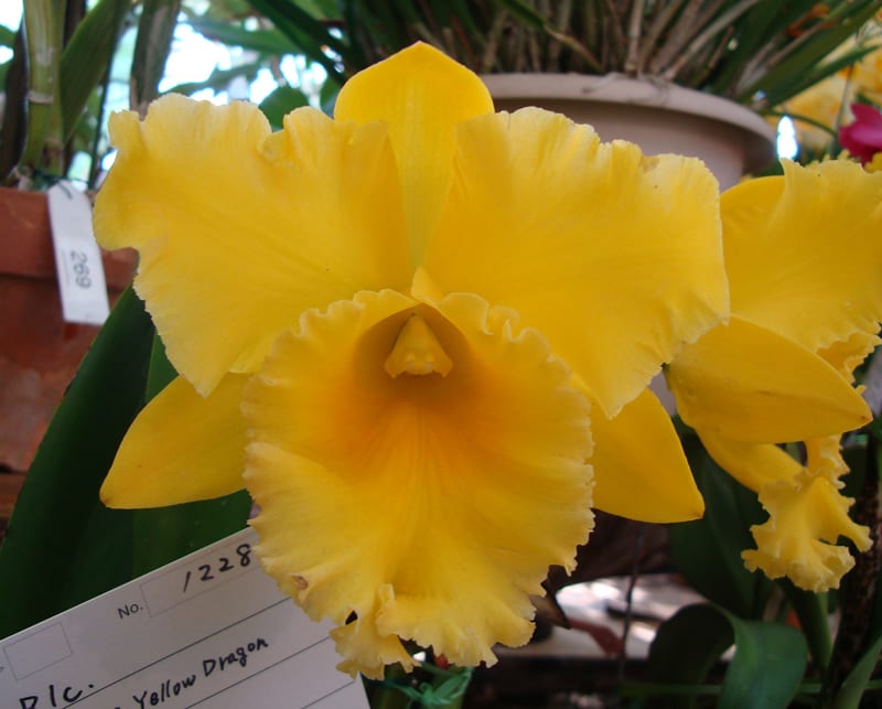 Rlc. Shinfong Luohyang'ORCHIS' - カトログ !! ～ カトレヤ交配