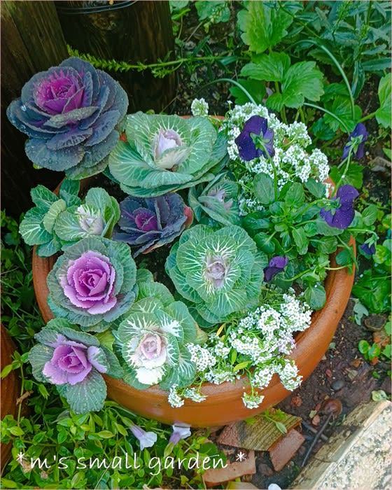 冬の寄せ植え<葉ボタン> - * m's small garden * <milky 冬の寄せ植え<葉ボタン> - * m's small garden * <milky