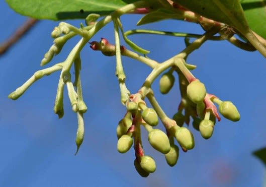 鉢植えの「ヒメイチゴノキ」 - Koba の庭~春夏秋冬 鉢植えの「ヒメイチゴノキ」 - Koba の庭~春夏秋冬
