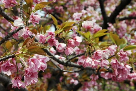 桜の通り抜け 大阪造幣局 - gooな話し