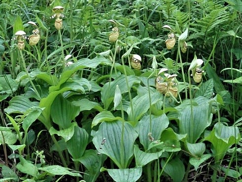 釜無ホテイアツモリソウ ** 野生ラン 山野草 敦盛草