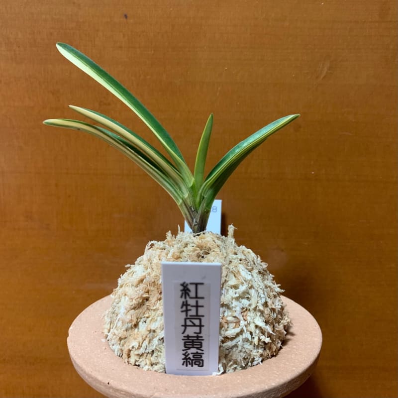紅牡丹黄縞 - 純風満蘭 富貴蘭・風蘭ブログ 着生蘭よもやま話