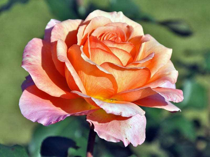Amazon.co.jp: Rose Seedlings, Furedaiko (New Seedling), Vine