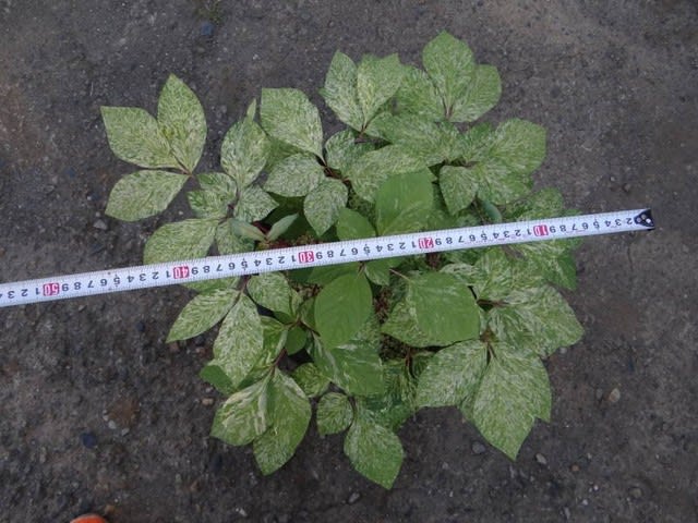 ヤマシャクヤク 山芍薬 小島峠産 斑入り 草友預かり こんなに ヤマシャクヤク 山芍薬 小島峠産 斑入り 草友預かり こんなに