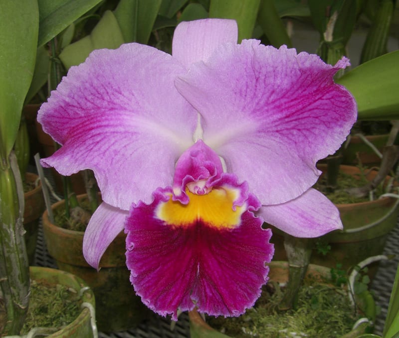 Rlc. Elegant Dancer'Rouge' - カトログ !! ~ カトレヤ交配種の Rlc. Elegant Dancer'Rouge' - カトログ !! ~ カトレヤ交配種の