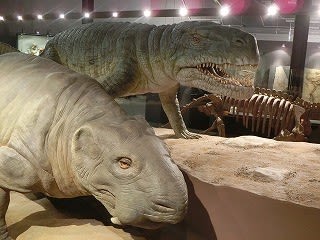 化石 恐竜 博物館級!! Platecarpus ptychodon !貴重!!(群馬県立 化石 恐竜 博物館級!! Platecarpus ptychodon !貴重!!(群馬県立