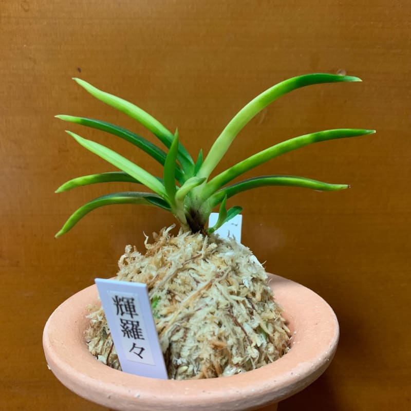 富貴蘭いろいろ - (株)東京オーキット・ナーセリー